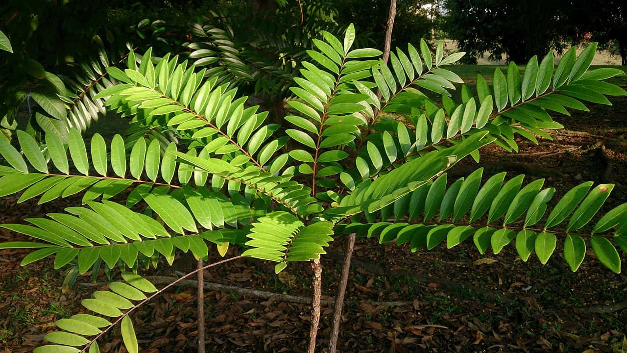 Tongkat Ali also known as Eurycoma longifolia