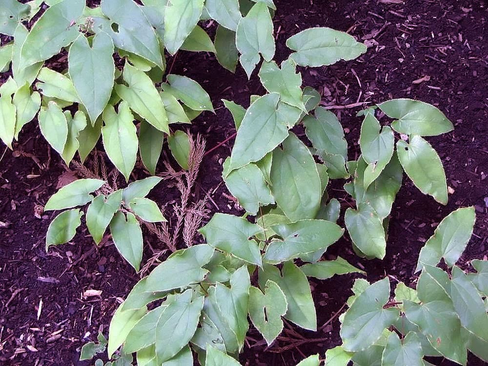 Epimedium plant also known as horny goat weed and "yin yang huo"