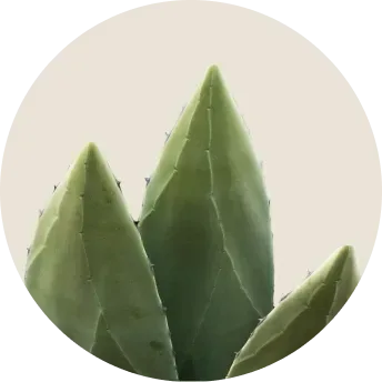 Aloe vera leaves