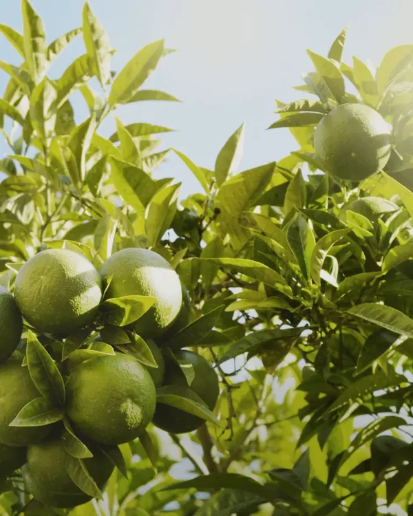 Green mandarins on the branch