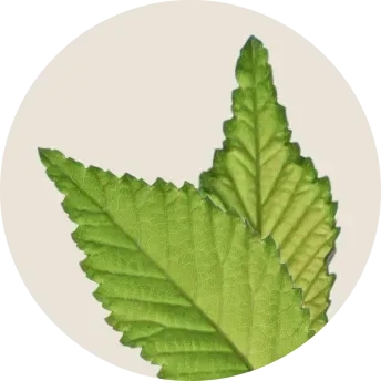 Mint leaves